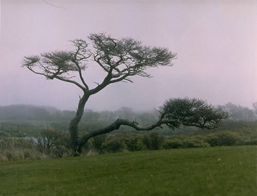 Tree in the Mist, Naushawena Island