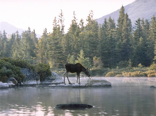 Moose Calf at Dawn, 2