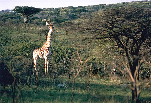 Giraffe, Watching