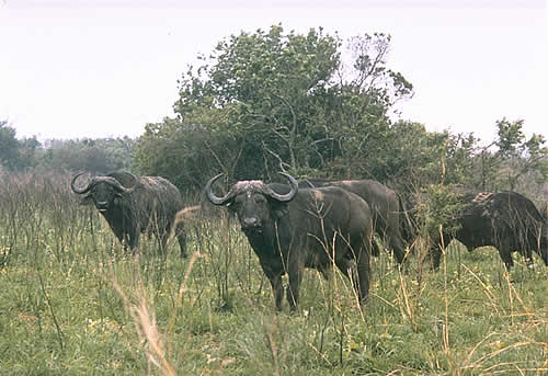 Cape Buffalo, Wary