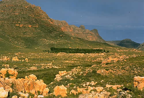 Dark Copse, Cedarberg Wilderness