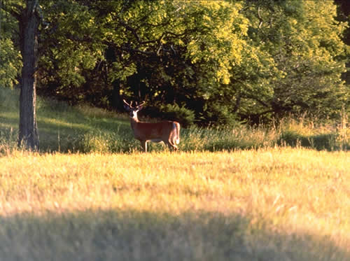 Buck On The Mansion House Field