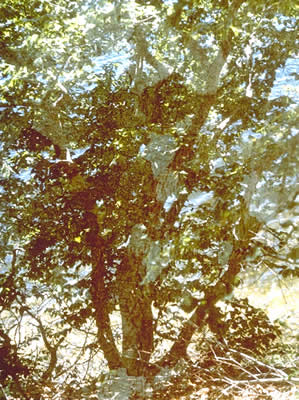 Tree and Water, NH