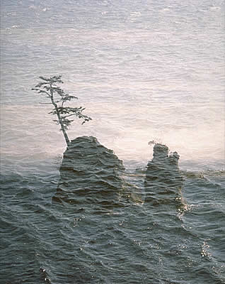 Tree On A  Rock