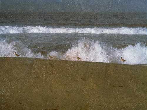 Sandpipers In The Surf