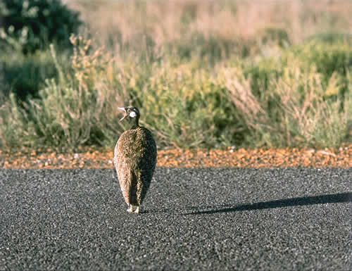 Guinea Hen, Incensed