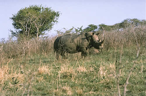 Shortsighted Rhino, Unsure