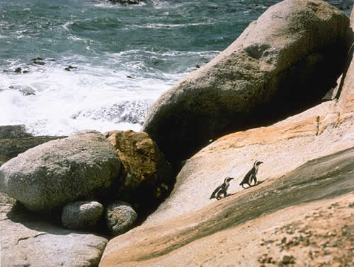 Penguini On The Rocks, Cape Of Good Hope