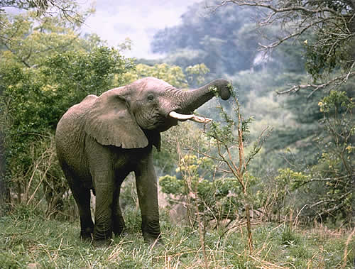 Baby Elephant, Feeding