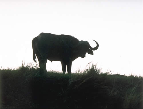 Cape Buffalo Silhouette