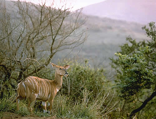 Nyala, Watchful