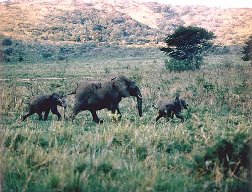 Elephant Family, Separated From The Heard