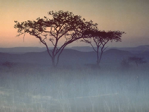 Acacia In The Mist