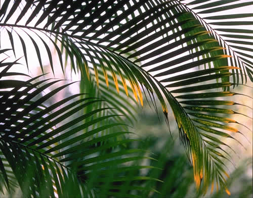 Palm Fronds Arching