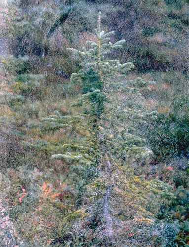 Little Tree In The Moss