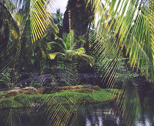 Grove of Palms