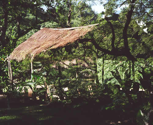 Thatched Roof Hut In the Forest