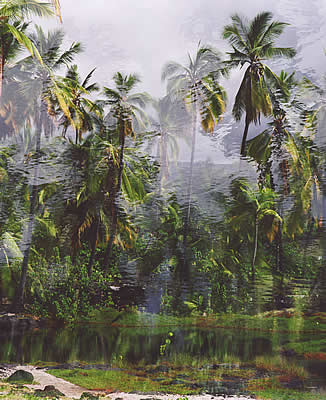 Palms and Rippling Water