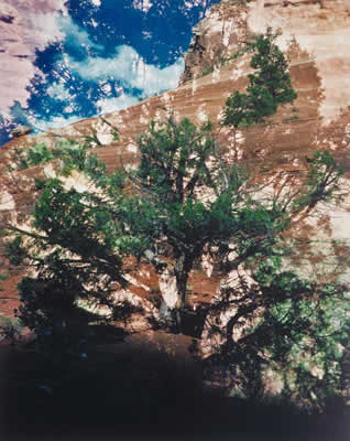 Canyon Tree