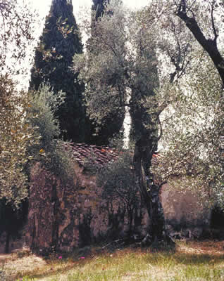 Shed In The Olive Grove